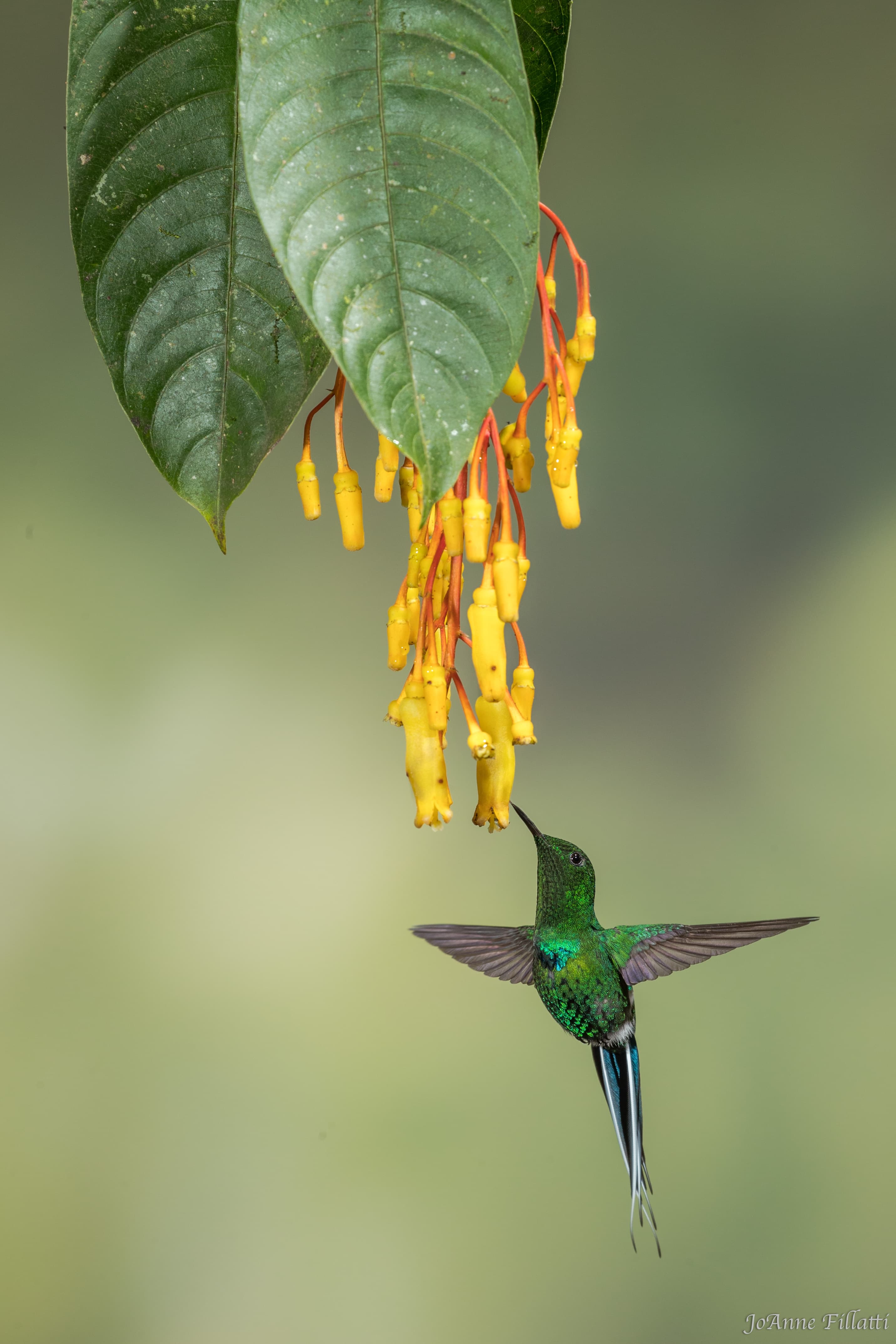 bird of ecuador image 15